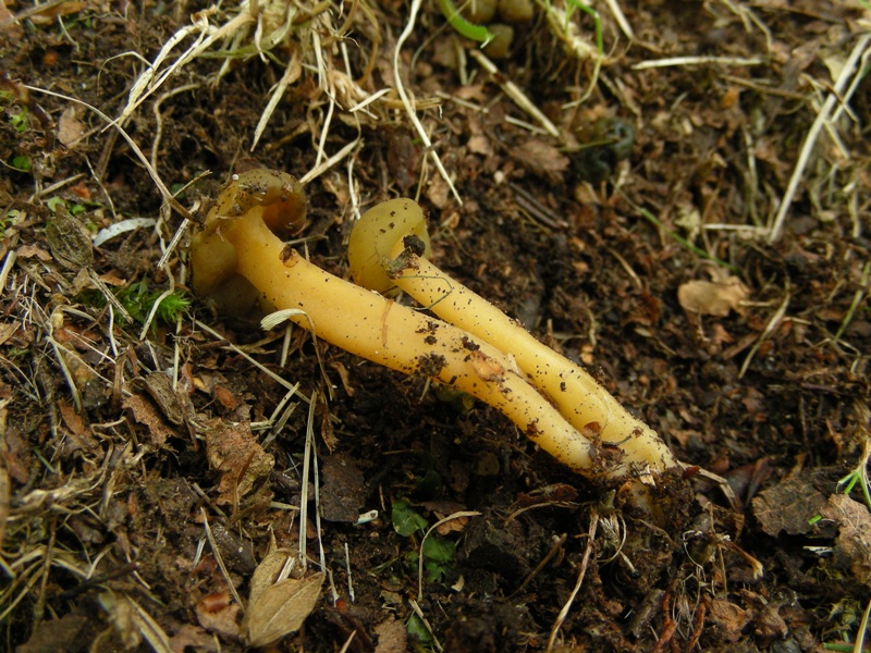 Leotia lubrica